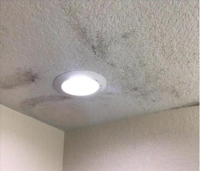 Black mold growth on ceiling due to humidity beside a light fixture