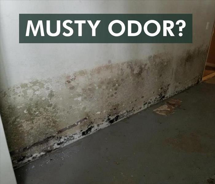 Wall with mold growth and the phrase MUSTY ODOR